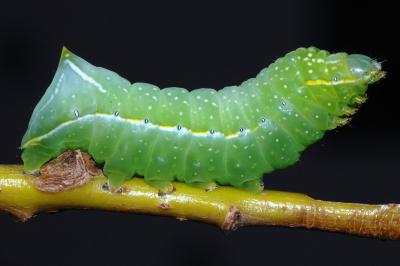 Amphipyra pyramidea