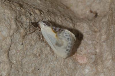 Cilix