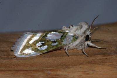 Cucullia argentea