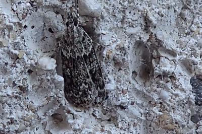 Scoparia
