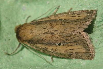 Archanara dissoluta