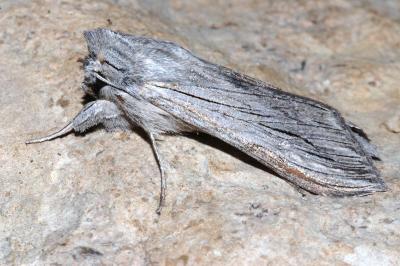 Cucullia tanaceti