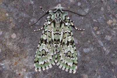 Griposia aprilina