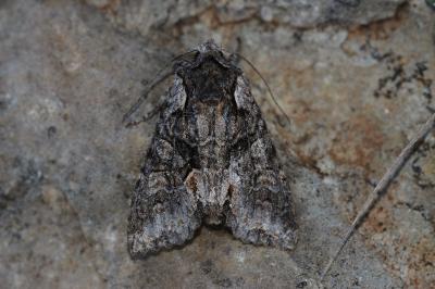 Dichonia convergens