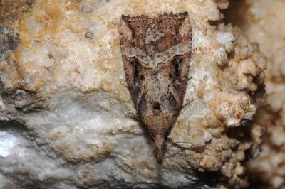 Hypena rostralis