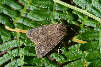 Apamea oblonga