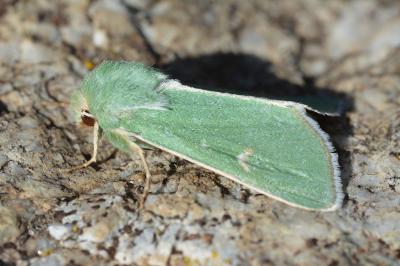 Calamia tridens