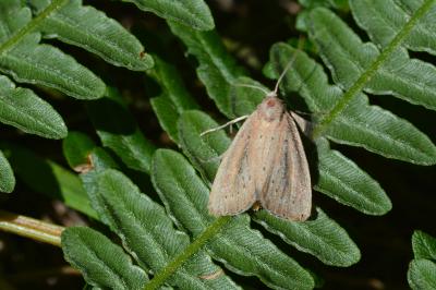 Coenobia rufa