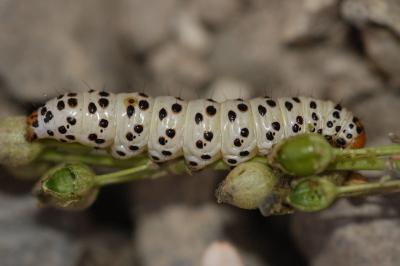Enterpia laudeti