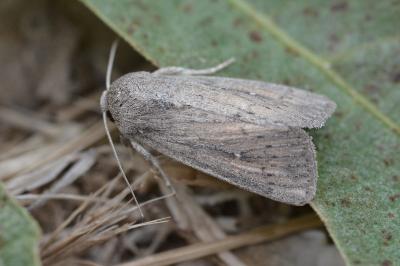 Leucania zeae