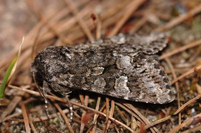 Papestra biren