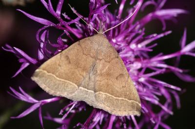 Polypogon plumigeralis