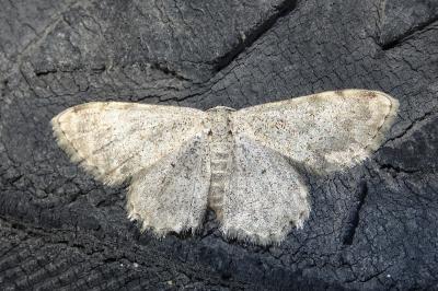 Scopula submutata roseonitens