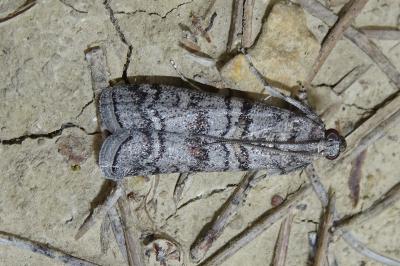 Dioryctria mendacella