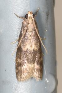 Glyptoteles leucacrinella