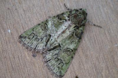 Polyphaenis sericata