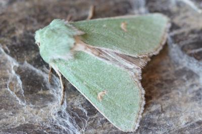 Calamia tridens