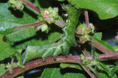 Abrostola triplasia