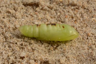 Chrysodeixis chalcites