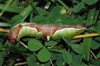 Cerura erminea