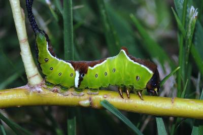 Cerura erminea
