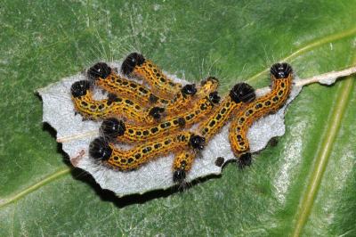 Phalera bucephala
