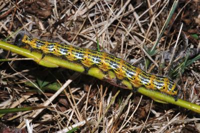 Phalera bucephala