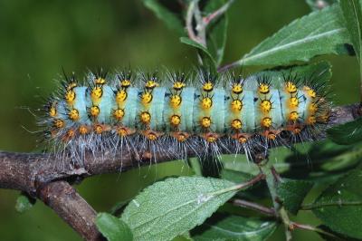 Saturnia pavoniella