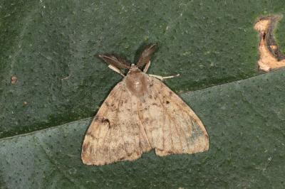 Lymantria dispar
