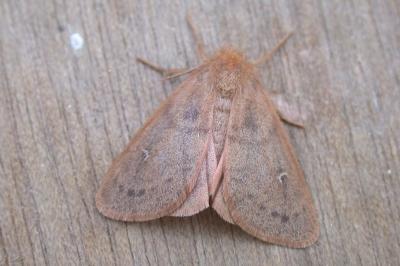 Ocneria rubea