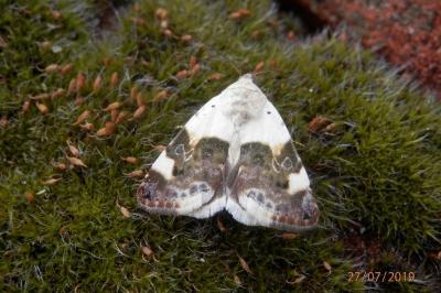 Acontia lucida