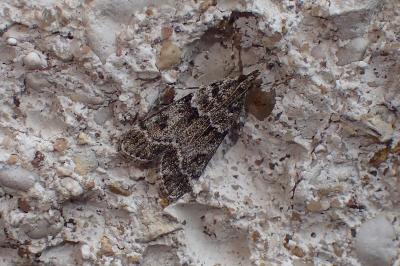 Eudonia mercurella
