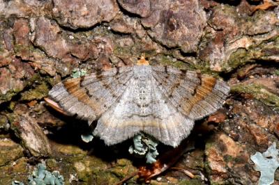 Macaria liturata