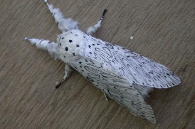 Cerura erminea