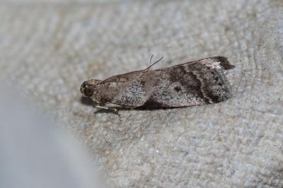 Acrobasis