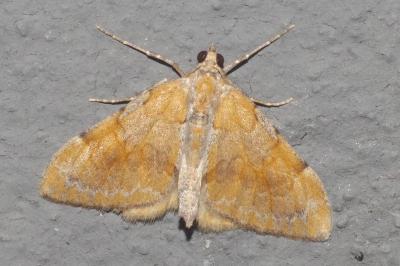 Pennithera firmata firmata