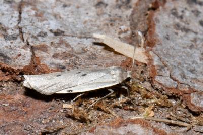Pelosia muscerda