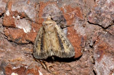 Archanara dissoluta