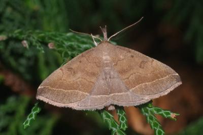 Polypogon plumigeralis