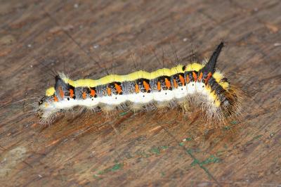 Acronicta psi