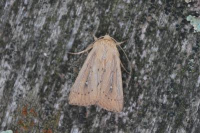 Leucania obsoleta