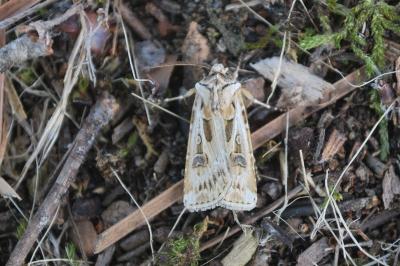 Agrotis vestigialis