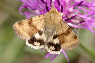 Heliothis viriplaca