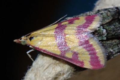 Pyrausta sanguinalis