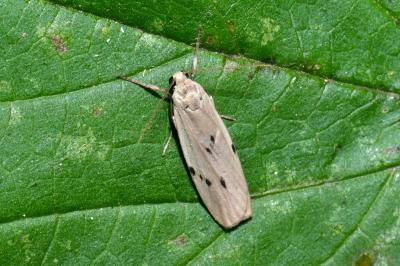 Pelosia muscerda
