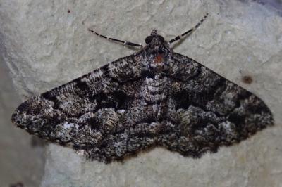 Peribatodes ilicaria ilicaria