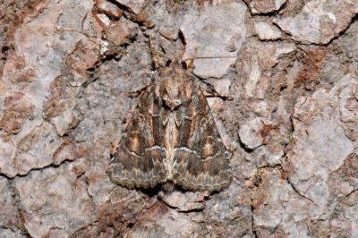 Thalpophila matura