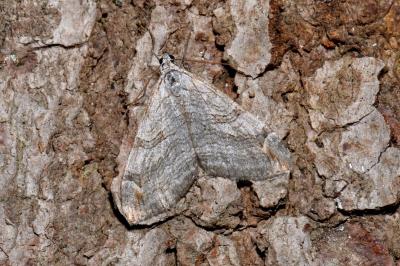Aplocera plagiata