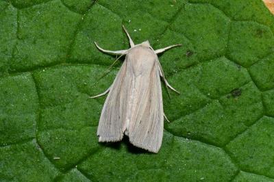Mythimna impura