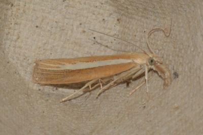 Agriphila selasella